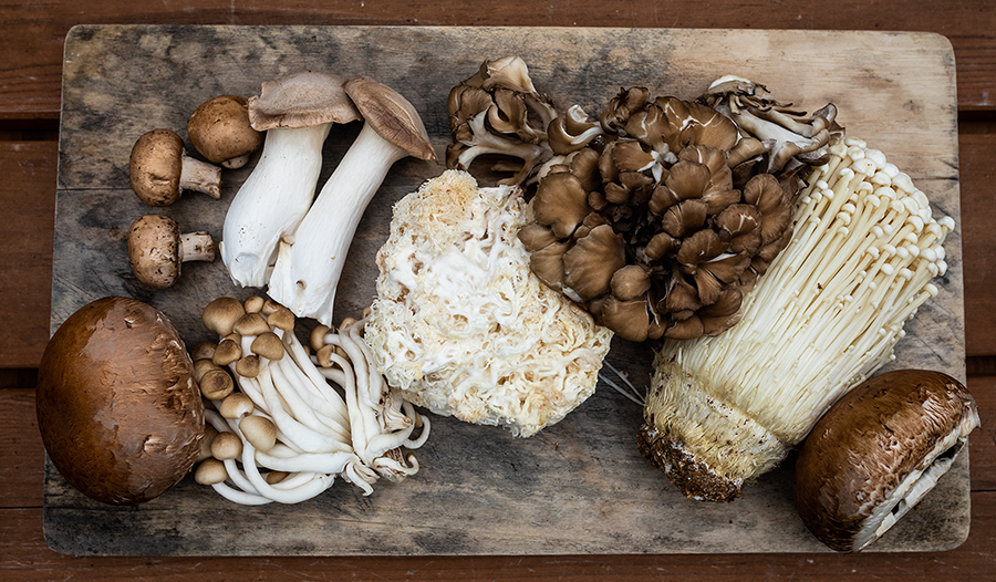 Several varieties of Fungi or Mushrooms freshly picked and laid out on a wooden board.
