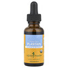 Wegerich, 30 ml